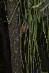 Viscum articulatum