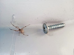 Latrodectus geometricus