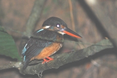 Alcedo peninsulae