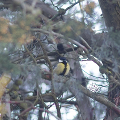 Parus major