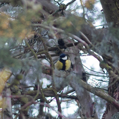 Parus major
