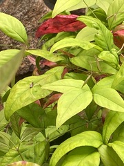 Lysimachia clethroides