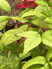 Lysimachia clethroides