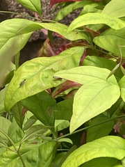 Lysimachia clethroides