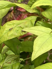 Lysimachia clethroides