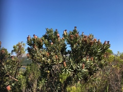 Protea