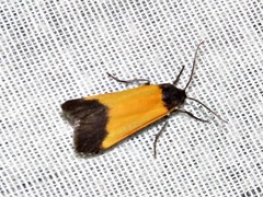 Lepista pandula