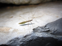 Neides aduncus