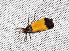 Lepista pandula
