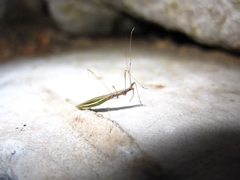 Neides aduncus