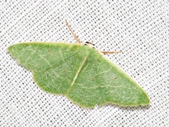 Neromia rubripunctilla