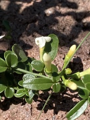Jasminum didymum racemosum