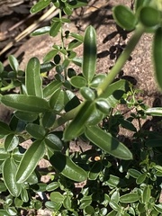 Jasminum didymum racemosum