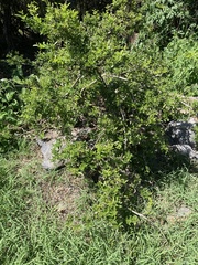 Jasminum didymum racemosum