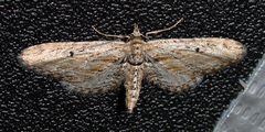 Eupithecia acutipennis