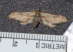 Eupithecia acutipennis