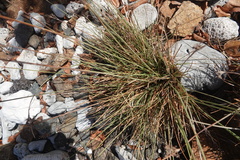 Corynephorus canescens