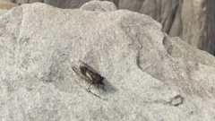 Gelidea torrida