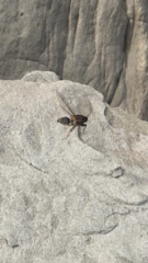 Gelidea torrida