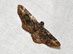 Melanthia ustiplaga
