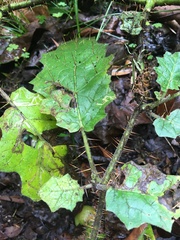 Solanum inaequilaterum
