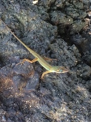 Anolis trinitatis