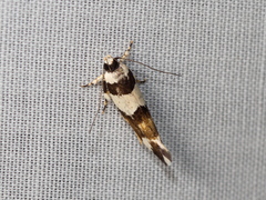 Macrobathra euryleuca