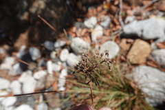 Corynephorus canescens