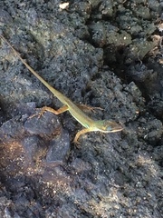 Anolis trinitatis