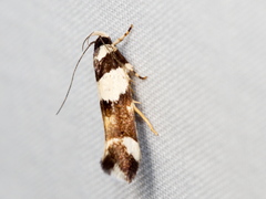 Macrobathra euryleuca