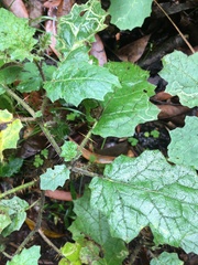 Solanum inaequilaterum