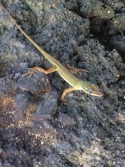 Anolis trinitatis
