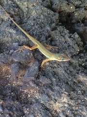 Anolis trinitatis