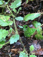 Solanum inaequilaterum