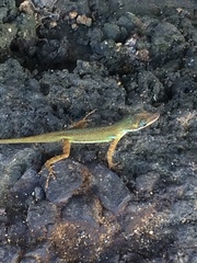 Anolis trinitatis