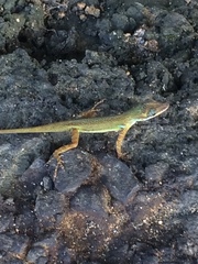Anolis trinitatis