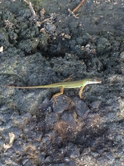 Anolis trinitatis