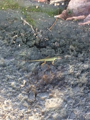 Anolis trinitatis