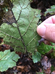 Solanum inaequilaterum