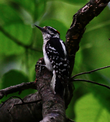 Dryobates villosus villosus