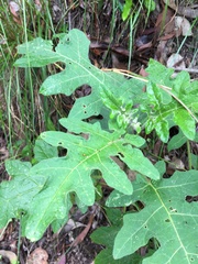 Solanum semiarmatum