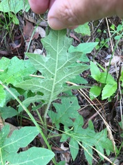 Solanum semiarmatum