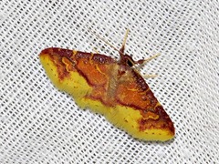Syngatha latiflavaria