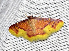 Syngatha latiflavaria