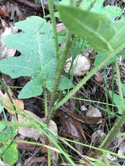 Solanum semiarmatum