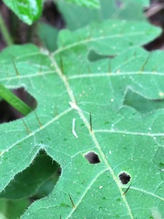 Solanum semiarmatum