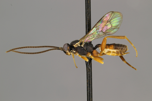 Sphegar Insect Genus Sphecophaga · iNaturalist