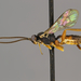 Sphecophaga vesparum - Photo (c) Brandon, some rights reserved (CC BY-NC), uploaded by Brandon