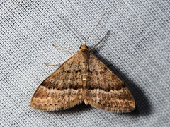 Scopula lydia