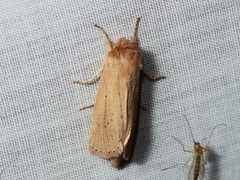 Bathytricha truncata